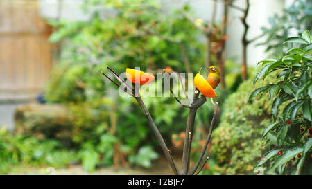 Le japonais white-eye bird in garden Banque D'Images