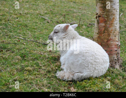 Un agneau de printemps reposant contre un arbre Banque D'Images