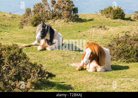 Poneys de montagne fixant sous le soleil d'après-midi, Hay-on-Wye Powys UK. Mars 2019 Banque D'Images