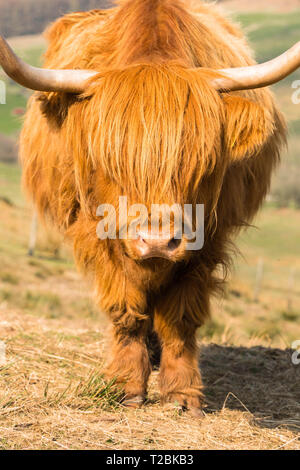 Dans le Welsh Highland cattle les pentes au-dessus de Hay-on-Wye Powys UK. Banque D'Images