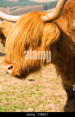 Dans le Welsh Highland cattle les pentes au-dessus de Hay-on-Wye Powys UK. Banque D'Images