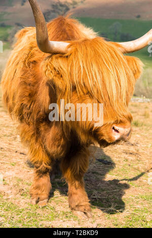 Dans le Welsh Highland cattle les pentes au-dessus de Hay-on-Wye Powys UK. Banque D'Images