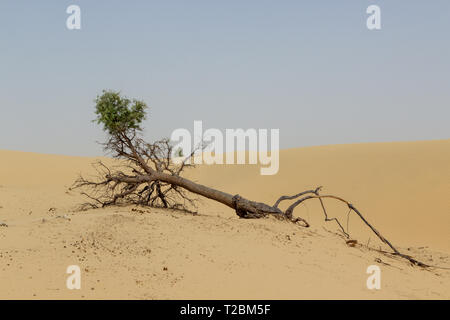 Un arbre tombé après une grosse tempête de sable, avec les racines exposées et vert en haut désert. Rien de visible autour de. Ciel clair. Dubaï - Emirats Arabes Unis Banque D'Images