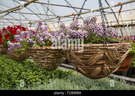 Des fleurs dans un jardin Banque D'Images