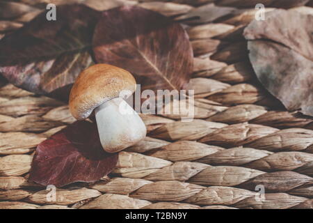 Champignons blanc photographié dans le studio Banque D'Images