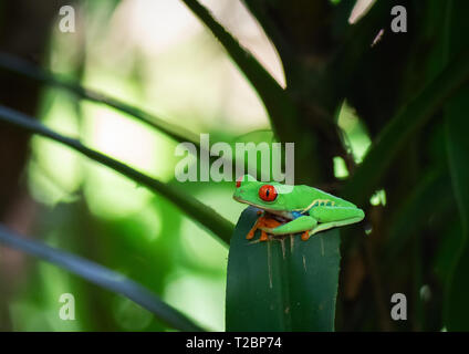 Red eyed tree frog repose sur la courbe d'un trille large branche vert foncé Banque D'Images