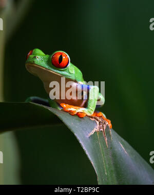 Avec orteils écartés un œil rouge senteurs rainette l'air avec un nez a élevé Banque D'Images