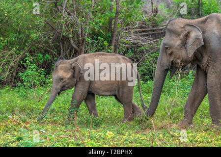 Profondément à l'intérieur du parc national Udawalawe dans la province du sud du Sri Lanka, un bébé éléphant ludique apprend d'un autre membre du troupeau. Banque D'Images