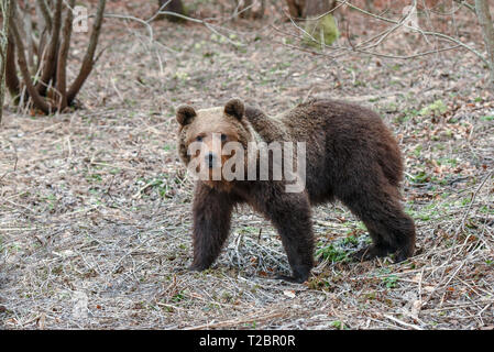 Ours brun sauvage en Bieszczady, Pologne. Grand ours Karpatin réveillé de l'hibernation et est à la recherche de nourriture au début du printemps Banque D'Images