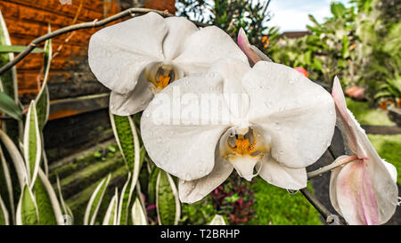 Close up photo d'orchidée, fleur blanche chefs couverts de gouttes de pluie Banque D'Images