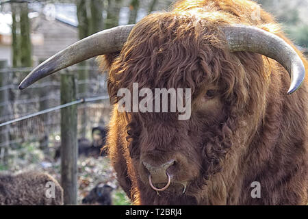 Close up of a highland taureau avec un anneau dans le nez Banque D'Images