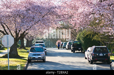 Rue remplie de cerisiers en fleurs dans la région métropolitaine de Vancouver (Burnaby), en Colombie-Britannique, au Canada, au printemps. Banque D'Images