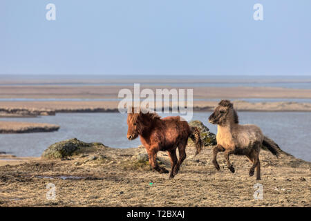 Chevaux Islandais, Stokksnes, Hornafjordur, Hofn, Sud de l'Islande, Islande, Europe Banque D'Images