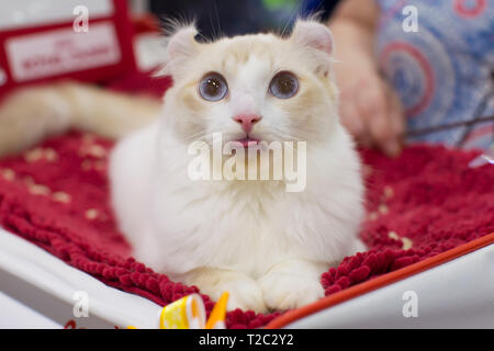 Race de chat blanc American Curl à la foire Banque D'Images