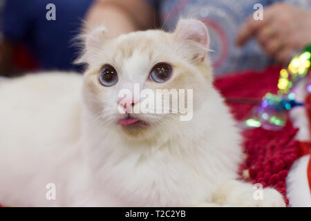 Race de chat blanc American Curl à la foire Banque D'Images