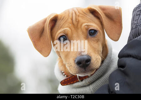 Drôle chiot rouge dans les bras d'un homme Banque D'Images