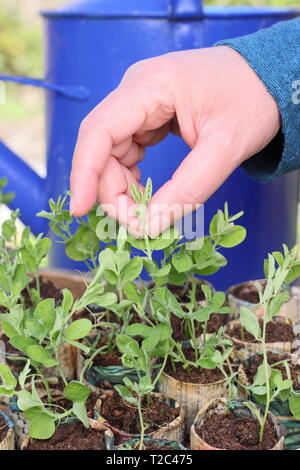 Lathyrus odoratus 'Painted Lady'. Le pincement des conseils de semis de pois, afin d'encourager une forte croissance touffue avec plus de tiges florales - Mars. UK Banque D'Images