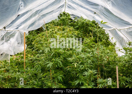 La culture de la marijuana légale de plein air. Les végétaux sous un plastique fait maison hoop house pour protéger le cannabis de trop de pluie. Série t de graines de cannabis Banque D'Images