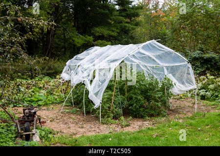 La culture de la marijuana légale de plein air. Les végétaux sous un plastique fait maison hoop house pour protéger le cannabis de trop de pluie. Série t de graines de cannabis Banque D'Images