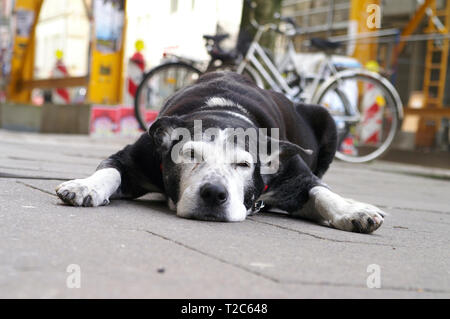 Chien se trouve en face d'une boutique dans rue commerçante, Quartier Sternschanze, Hambourg, Allemagne Banque D'Images