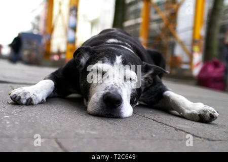 Chien se trouve en face d'une boutique dans rue commerçante, Quartier Sternschanze, Hambourg, Allemagne Banque D'Images