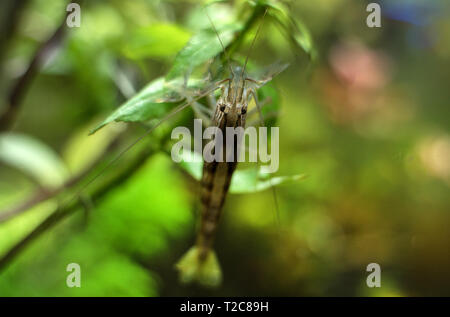 Vue rapprochée de la crevette Bambou Eau douce. Atyopsis moluccensis. Banque D'Images