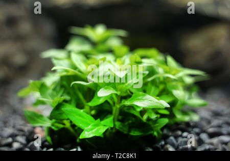 Vue rapprochée de l'usine d'eau douce. - Ambulia Limnophila sessiliflora Banque D'Images