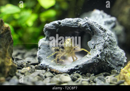 Vue rapprochée de la crevette Bambou Eau douce. Atyopsis moluccensis. Banque D'Images
