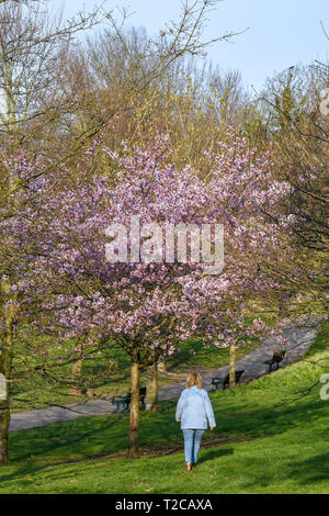 Brighton, UK. 1er avril 2019. Une femme jouit d'une belle promenade parmi les fleurs de printemps dans le Queens Park Brighton sur un temps ensoleillé mais froid matin . Le temps devrait se refroidir considérablement dans le Royaume-Uni avec les orages et la pluie en raison de sur des parties du pays d'ici quelques jours de crédit : Simon Dack/Alamy Live News Banque D'Images