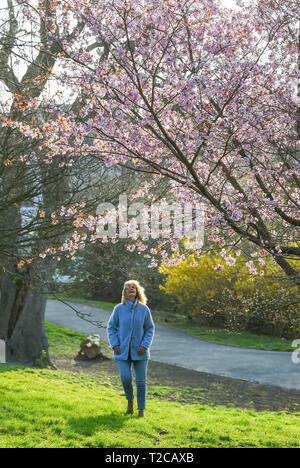 Brighton, UK. 1er avril 2019. Une femme jouit d'une belle promenade parmi les fleurs de printemps dans le Queens Park Brighton sur un temps ensoleillé mais froid matin . Le temps devrait se refroidir considérablement dans le Royaume-Uni avec les orages et la pluie en raison de sur des parties du pays d'ici quelques jours de crédit : Simon Dack/Alamy Live News Banque D'Images