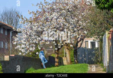 Brighton, UK. 1er avril 2019. Une femme jouit d'une belle promenade parmi les fleurs de printemps dans le Queens Park Brighton sur un temps ensoleillé mais froid matin . Le temps devrait se refroidir considérablement dans le Royaume-Uni avec les orages et la pluie en raison de sur des parties du pays d'ici quelques jours de crédit : Simon Dack/Alamy Live News Banque D'Images