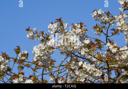 Brighton, UK. 1er avril 2019. Belle fleur de printemps dans le Queens Park Brighton sur un temps ensoleillé mais froid matin . Le temps devrait se refroidir considérablement dans le Royaume-Uni avec les orages et la pluie en raison de sur des parties du pays d'ici quelques jours de crédit : Simon Dack/Alamy Live News Banque D'Images