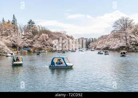 Tokyo, Japon. 1er avril 2019. Les fleurs de cerisier en pleine floraison au parc d'Inokashira. Les visiteurs apprécient Hanami (cerisiers) de regarder les bateaux. Ici est sélectionné pour le japonais Top 100 Cherry Blossom Sites. Credit : découverte du monde/Alamy Live News Banque D'Images