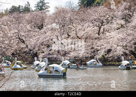 Tokyo, Japon. 1er avril 2019. Les fleurs de cerisier en pleine floraison au parc d'Inokashira. Les visiteurs apprécient Hanami (cerisiers) de regarder les bateaux. Ici est sélectionné pour le japonais Top 100 Cherry Blossom Sites. Credit : découverte du monde/Alamy Live News Banque D'Images