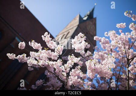 Hanovre, Allemagne. 01 avr, 2019. Cerises décoratives fleurissent en face de l'église du marché. Credit : Moritz Frankenberg/dpa/Alamy Live News Banque D'Images