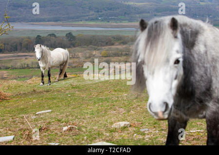 Fournaise, Ceredigion, pays de Galles, Royaume-Uni. 1er avril 2019. Météo France : itinérance libre chevaux sur colline au-dessus de l'estuaire de la vallée Dyfi/Dovey, au-dessus de village de fournaise, Ceredigion, pays de Galles, Royaume-Uni Crédit : Paul Quayle/Alamy Live News Banque D'Images