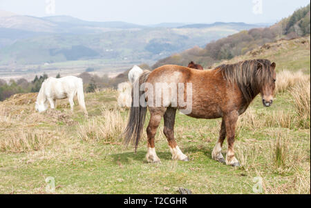 Fournaise, Ceredigion, pays de Galles, Royaume-Uni. 1er avril 2019. Météo France : itinérance libre chevaux sur colline au-dessus de l'estuaire de la vallée Dyfi/Dovey, au-dessus de village de fournaise, Ceredigion, pays de Galles, Royaume-Uni Crédit : Paul Quayle/Alamy Live News Banque D'Images