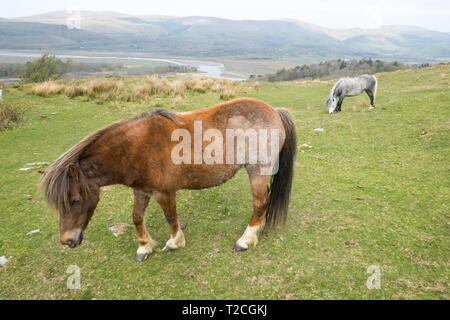 Fournaise, Ceredigion, pays de Galles, Royaume-Uni. 1er avril 2019. Météo France : itinérance libre chevaux sur colline au-dessus de l'estuaire de la vallée Dyfi/Dovey, au-dessus de village de fournaise, Ceredigion, pays de Galles, Royaume-Uni Crédit : Paul Quayle/Alamy Live News Banque D'Images