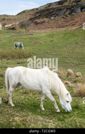 Fournaise, Ceredigion, pays de Galles, Royaume-Uni. 1er avril 2019. Météo France : itinérance libre chevaux sur colline au-dessus de l'estuaire de la vallée Dyfi/Dovey, au-dessus de village,four,Ceredigion Pays de Galles,Royaume-Uni. Crédit : Paul Quayle/Alamy Live News Banque D'Images