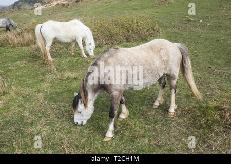 Fournaise, Ceredigion, pays de Galles, Royaume-Uni. Météo France : itinérance libre chevaux sur colline au-dessus de l'estuaire de la vallée Dyfi/Dovey, au-dessus de village,four,Ceredigion Pays de Galles,Royaume-Uni. Crédit : Paul Quayle/Alamy Live News Banque D'Images