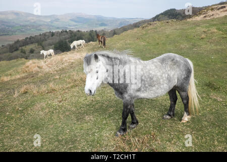 Fournaise, Ceredigion, pays de Galles, Royaume-Uni. Météo France : itinérance libre chevaux sur colline au-dessus de l'estuaire de la vallée Dyfi/Dovey, au-dessus de village,four,Ceredigion Pays de Galles,Royaume-Uni. Crédit : Paul Quayle/Alamy Live News Banque D'Images