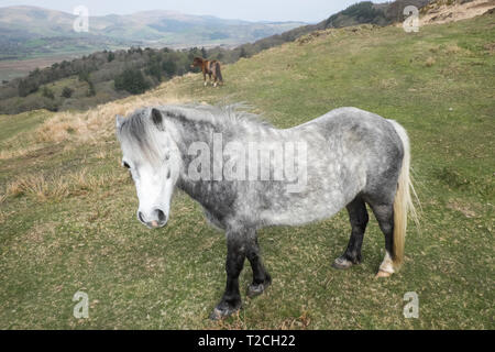 Fournaise, Ceredigion, pays de Galles, Royaume-Uni. Météo France : itinérance libre chevaux sur colline au-dessus de l'estuaire de la vallée Dyfi/Dovey, au-dessus de village,four,Ceredigion Pays de Galles,Royaume-Uni. Crédit : Paul Quayle/Alamy Live News Banque D'Images