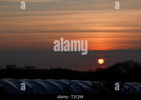 Tuesley ferme, Godalming. 01 avril 2019. Une belle fin de la journée pour les Home Counties. Coucher de soleil sur Tuesley Farm à Godalming, Surrey. Credit : james jagger/Alamy Live News Banque D'Images
