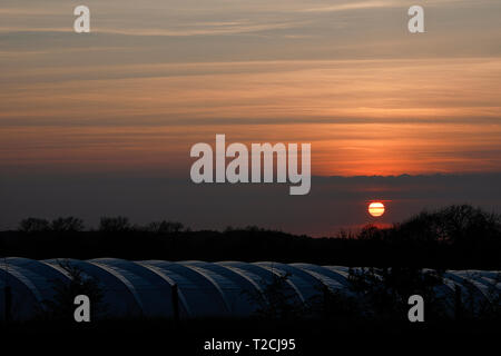 Tuesley ferme, Godalming. 01 avril 2019. Une belle fin de la journée pour les Home Counties. Coucher de soleil sur Tuesley Farm à Godalming, Surrey. Credit : james jagger/Alamy Live News Banque D'Images