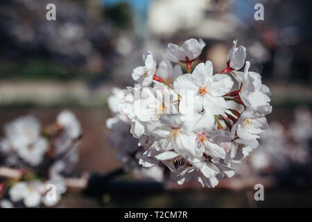 Nagoya, Aichi, Japon. 1er avril 2019. Les fleurs de cerisier vu à rivière yamazaki, Nagoya, Aichi Prefecture, Japan.The cherry blossom également connu sous le nom de Sakura au Japon habituellement son sommet en mars ou début avril au printemps. Le Sakura est la fleur nationale du Japon et d'apprécier les cerisiers en fleurs est une vieille coutume japonaise. Credit : Takahiro Yoshida SOPA/Images/ZUMA/Alamy Fil Live News Banque D'Images