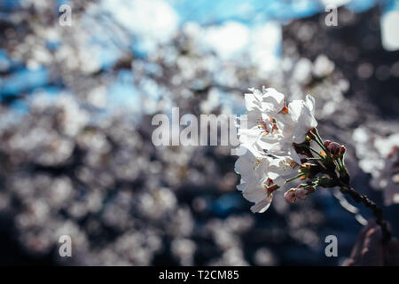 Nagoya, Aichi, Japon. 1er avril 2019. Les fleurs de cerisier vu à rivière yamazaki, Nagoya, Aichi Prefecture, Japan.The cherry blossom également connu sous le nom de Sakura au Japon habituellement son sommet en mars ou début avril au printemps. Le Sakura est la fleur nationale du Japon et d'apprécier les cerisiers en fleurs est une vieille coutume japonaise. Credit : Takahiro Yoshida SOPA/Images/ZUMA/Alamy Fil Live News Banque D'Images