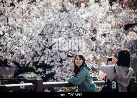 Nagoya, Aichi, Japon. 1er avril 2019. Les gens vus en train de parler à côté de photos de cerisiers à rivière yamazaki, Nagoya, Aichi Prefecture, Japan.The cherry blossom également connu sous le nom de Sakura au Japon habituellement son sommet en mars ou début avril au printemps. Le Sakura est la fleur nationale du Japon et d'apprécier les cerisiers en fleurs est une vieille coutume japonaise. Credit : Takahiro Yoshida SOPA/Images/ZUMA/Alamy Fil Live News Banque D'Images