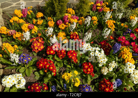 Devizes, Wiltshire, Angleterre, Royaume-Uni. Mars 2019. Un affichage coloré de fleurs au début du printemps. Banque D'Images