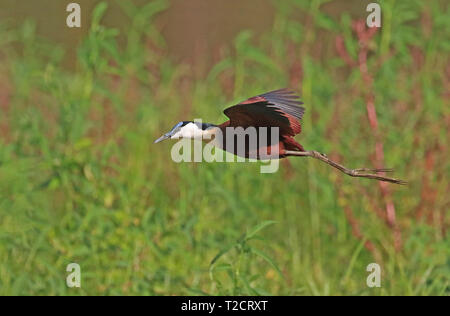 Jacana africain Actophilornis africanus,, en vol, de l'Afrique Banque D'Images