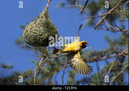 Le sud de Masked Weaver Ploceus velatus, par nid en vol, de l'Afrique Banque D'Images